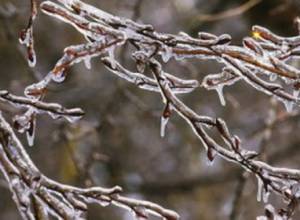 Գյուղնախարարությունը հորդորում է սեղմ ժամկետում ավարտել այգեթաղը