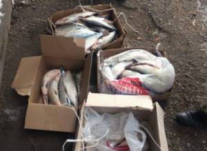 Конфисковали 15 рыболовных сетей и 30 штук сиг