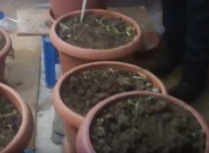 Обнаружена лаборатория конопли