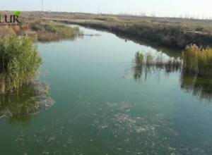 Ատոմակայանը սնուցող Սևջուր գետի ջրի որակը վատթարացել է. Էկոլուր