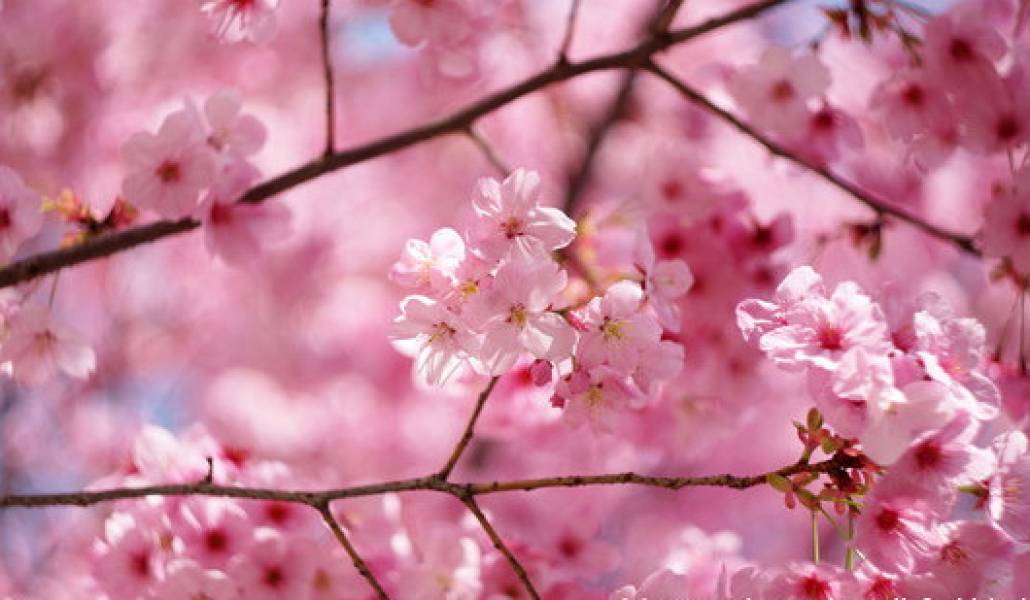 blossom