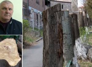 Он обрубил, а не срубил: полиция арестовала срубившего 29 деревьев