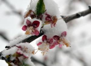 В Арагацком районе идет снег
