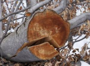 В Иджеване возбуждено уголовное дело в связи с 83 незаконным срубом деревьев