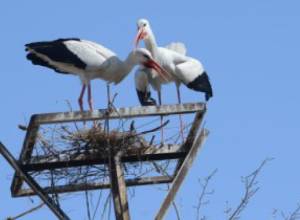 Արագիլն աղբից  է պատրաստել իր բույնը