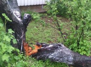 Вследствие сильного ветра повреждены крыши, перевернуты деревья