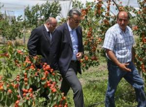 Այս տարի մեծ է ծիրանի իտալական սորտերի բերքատվությունը