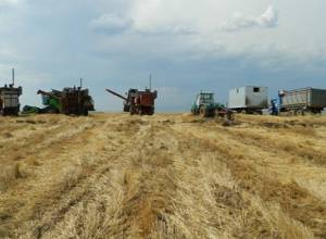 В Арцахе довольны урожаем пшеницы и ячменя: Арцахпресс