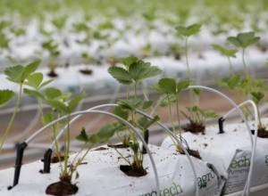 Ելակի օգոստոսյան բերքի մի մասը կարտահանվի Ռուսաստան