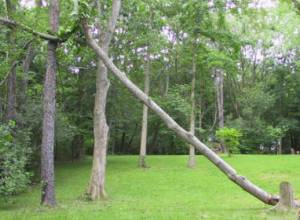 Больные деревья Еревана будут излечены