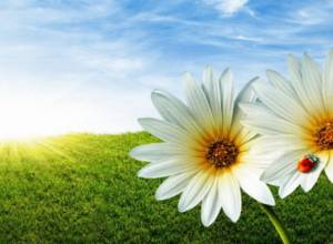 Index of ultraviolet rays predicted to reach 6