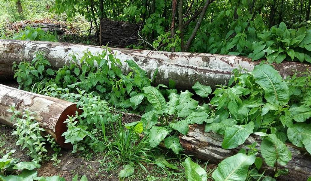 dilijan-1