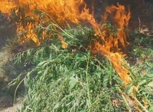 Обнаружено и уничтожено более 77 тонн конопли