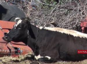 Зарежут единственную корову, чтобы уплатить государственные налоги