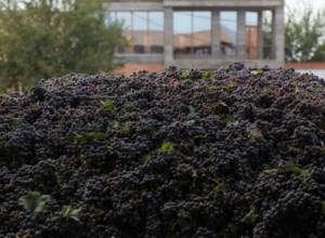 Խաղողը քիչ է, բայց որակով. մթերումն սկսվել է