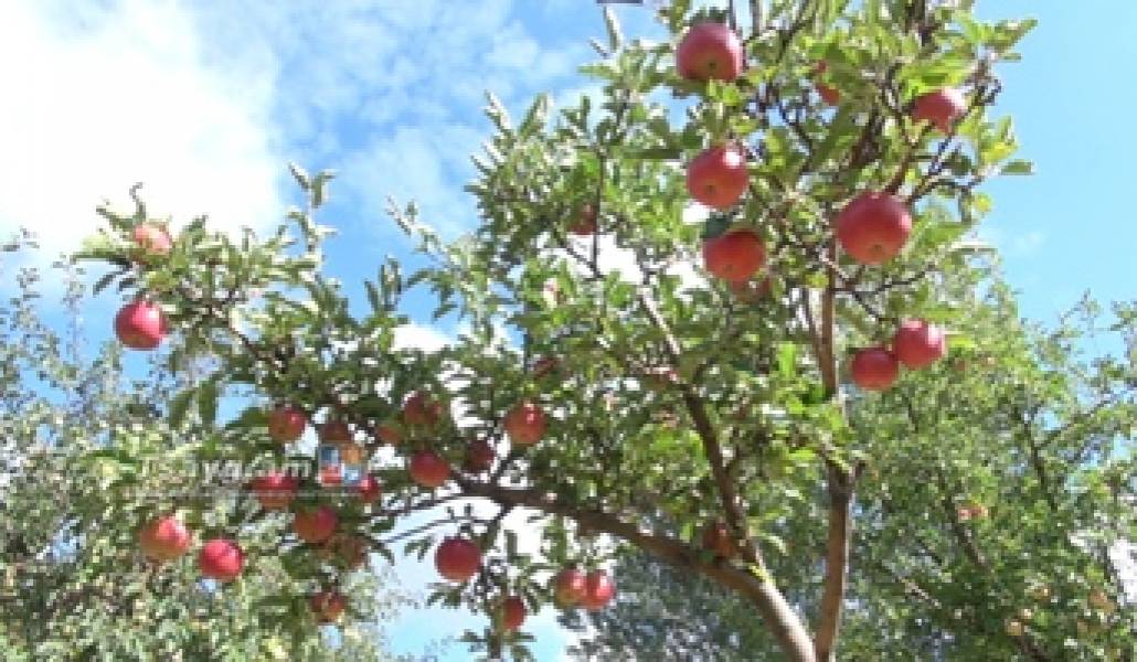 1507732664_hexine-mirg