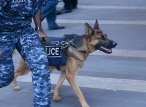 The role of trained dogs remains indispensable.