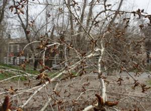 Damages of strong wind