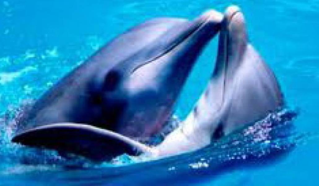 18a6eda3eac27f5cdb8b33a0f259023a