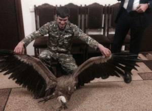 Servicemen takes care of the vulture and transfers to the Ministry
