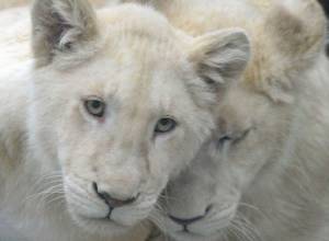 Gagik Tsarukyan’s White Lions : Gifts to Belarus President Lukashenko and Family