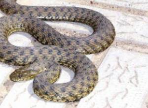 A snake in Tumo's building