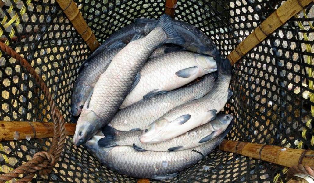 fish-1