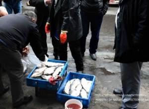 129 whitefishes at Sevan National Park