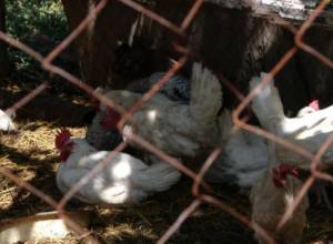 В хлеву обнаружено около сотни загрызенных кур