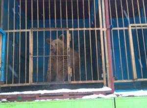 The two-year-old bear was moved from Gyumri to Yerevan Zoo