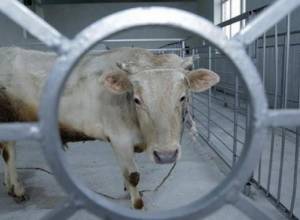 40 սպանդանոցներ կկառուցվեն մինչև հուլիսի մեկը