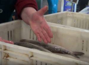 Ինչպես է սիգը հասնում Երևան, եթե արգելված է որսը. Econews.am