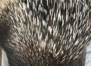 70-year-old resident detained for hunting porcupine