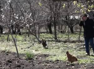 Villagers take deep breath when entering garden: trees were not frozen