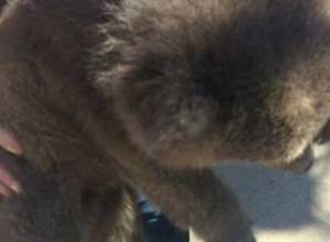 «В Гюмри медвежонка ведут с веревкой на шее»: тревожный звонок