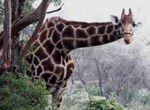 Ընձուղտն առաջին անգամ հայտնվել է IUCN Կարմիր ցուցակում. econews.am