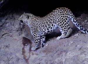 Կովկասյան ընձառյուծը վերադառնում է «Խոսրովի անտառ» (տեսանյութ)