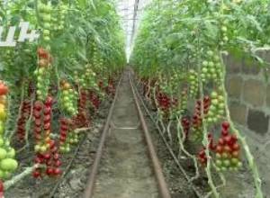 Լոլիկը չեն քաղում՝ արտահանման խնդիր կա