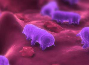 Salmonellosis agents cause of poisoning