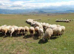 Wolves devour about 100 sheep in mountains of Gegharkunik
