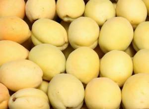 Перерабатывающие компании начали работы по закупке абрикосов