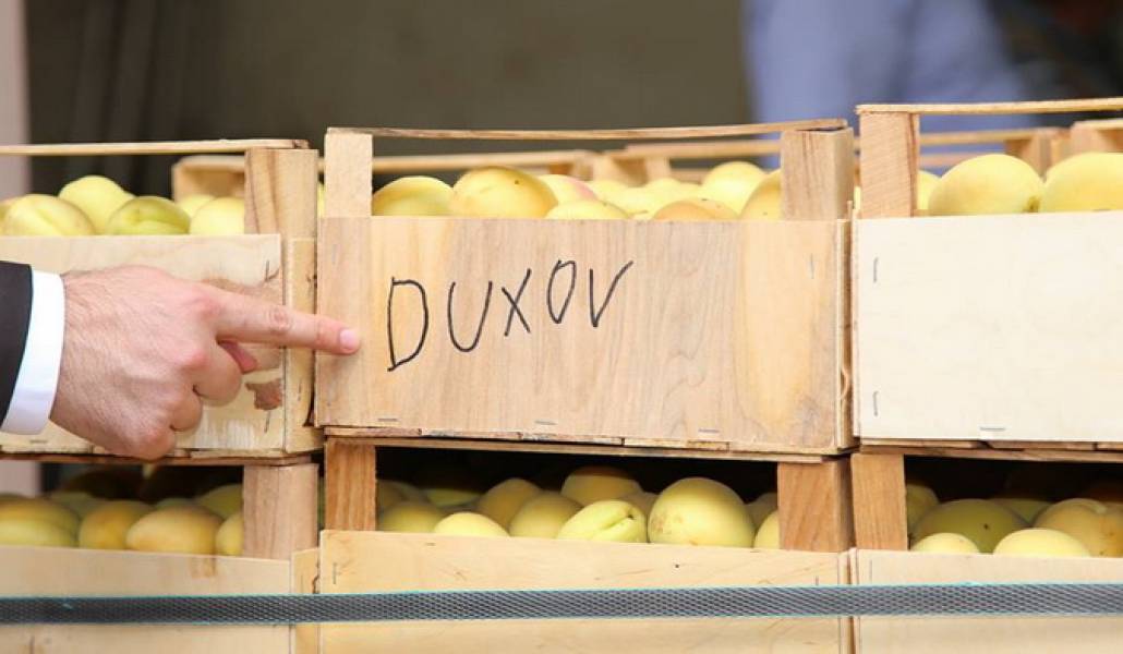 duxov