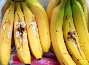 4 таблетки в бананах, находящихся в передаче