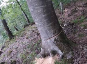 И снова вырубка деревьев в национальном парке “Дилижан”: econews.am