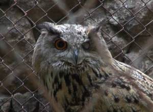 Owl replaced from Victory Park to Zoo