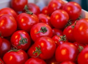 Начался процесс закупки помидоров