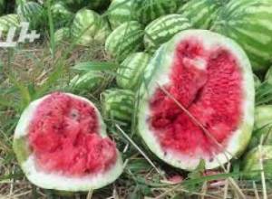 Ներարկման արդյունքում գյուղացու 40տ ձմերուկը փչացել է  ո՞վ է մեղավոր