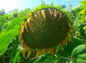 Sunflower harvest in Chochkan village