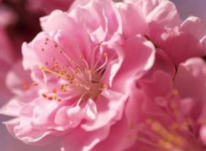 В Киеве посадили сакуры в память о Шарле Азнавуре