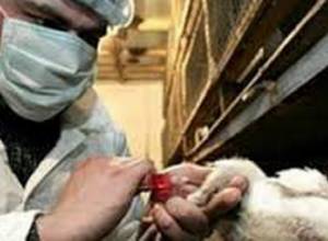 Influenza, acute respiratory infections in Armenia. H1N1 circulating